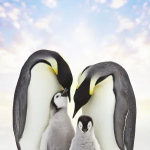 Emperor Penguin - two adults with two chicks. Snow hill island - Antarctica Cleaned background, added sky