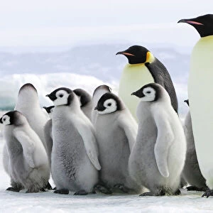 Penguins Glass Coaster Collection: Emperor Penguin