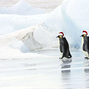 Emperor Penguin - three adults walking across ice wearing red Christmas Santa hats