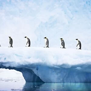 Emperor Penguin - on iceberg with glacier in background Neko Harbour Antarctic Penninsular BI007348 Digital Manipulation: removed Gull, extended picture to the left & added Penguins to iceberg