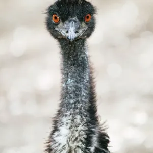 EMU Head Print, Dromaius novaehollandiae EMU Head Print, Dromaius novaehollandiae