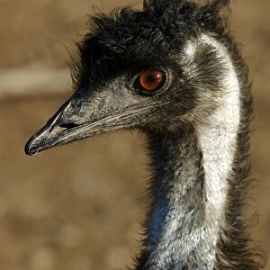 Emu - close-up of head