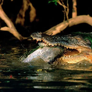 Estuarine / Saltwater Crocodile - Eating Barramundi (Lates calcarifer), Yellow Water, Kakadu National Park (World Heritage Area), Northern Territory, Australia JPF50622