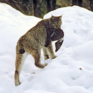 Eurasian Lynx - Catching pigeon prey in snow - Jura Mountains - eastern France JFL00197