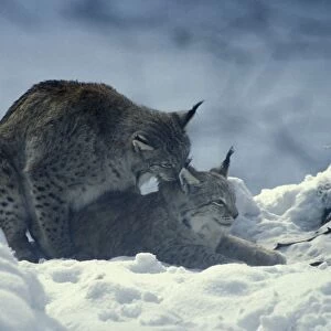 Eurasian Lynx - Pair mating in snow Neuschonau Animal Park, Bavarian Forest, Germany