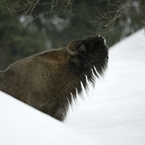 European Bison / Wisent - bull feeding on shoots of tree in winter Bavaria, Germany