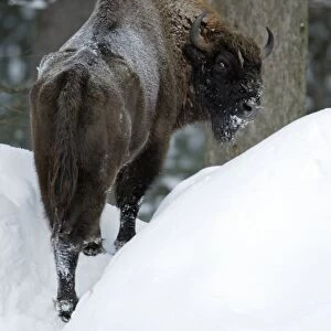 European Bison / Wisent - in snow covered forest, winter Bavaria, Germany