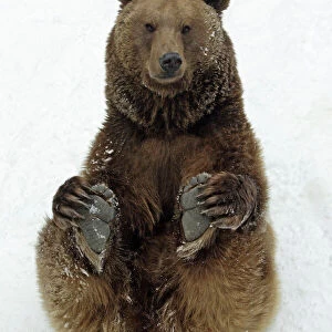 European Brown Bear - Male sitting in snow
