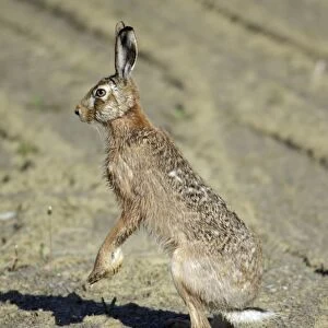 European Brown Hare - standing on back legs, on alert, Lower Saxony, Germany