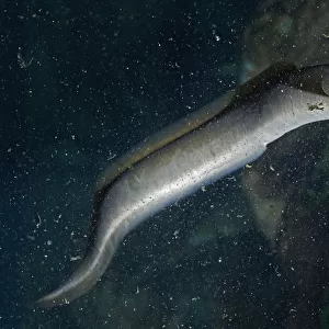 European eel, Anguilla anguilla. Inhabits all types of habitats from streams to shores of large rivers and lakes. Naturally found only in water bodies connected to the sea