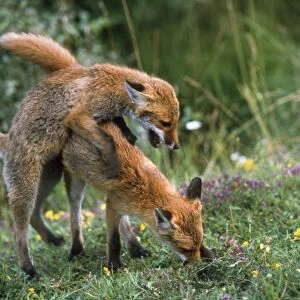 European Fox - mating