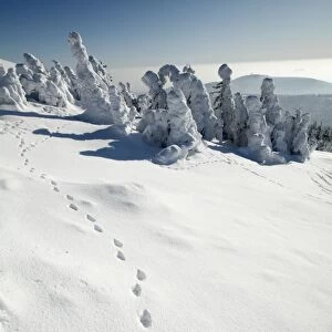European Fox - tracks in snow - Harz Mountains national park - Sachsen-Anhalt - Germany