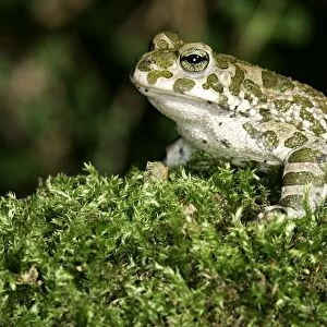 European Green Toad / Variable Toad