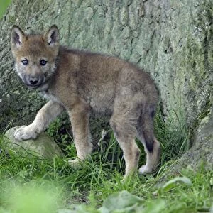 European Grey Wolf- young cub alert, Lower Saxony, Germany