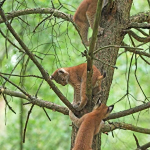 European Lynx - cubs climbing in a tree, Germany