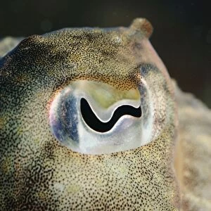 Eye of Cuttlefish PM-6317 UK Seas Sepia officinalis © Pat Morris / ARDEA LONDON