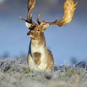 Fallow Deer - buck standing alert on frost covered meadow - during the rut - Seeland - Denmark