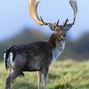 Fallow Deer - buck standing alert - during the rut - Seeland - Denmark