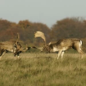 Fallow deer - bucks fighting - Klambenborg - Denmark