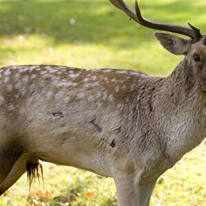 Fallow Deer - male showing wounds sustained during rut - UK
