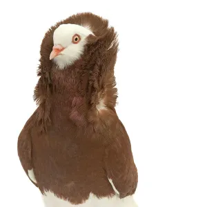 Fancy Pigeon breed - Old Dutch Capuchine red - in studio