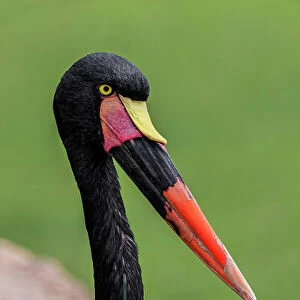 Female Saddle-billed stork Date: 07-06-2021