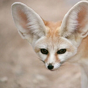 Dogs (Wild) Metal Print Collection: Fennec Fox