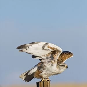 Ferruginous Hawk - in winter. New Mexico, February