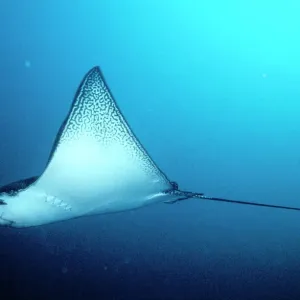 Aigle ray pointu des Galapages Aigle ray pointu des Galapages