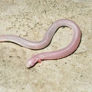 Five-toed Worm Lizard Mexico. Fam:Biperdidae