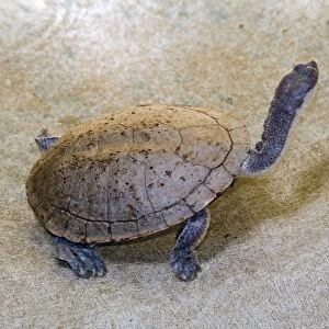 Flat-shelled / Long-necked Turtle. Occur throughout Australia except arid interior. Margaret River, Western Australia