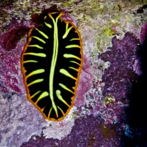 Plattenwurm - Indonesien Plattenwurm - Indonesien