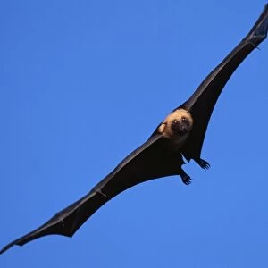 Pteropodidae Collection: Aldabra Flying-fox