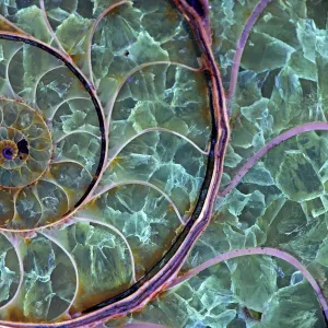 Fossil ammonite- Desmoceras spp. -Upper Early Cretaceous - Albian Stage - Mahajanga Province - Madagascar - Under UV light