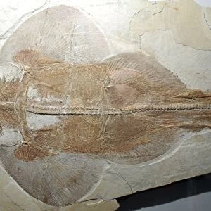 Fossil Banjo Ray. Jura, Germany. Jurassic