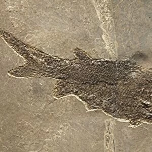 Fossil fish - Permian - Germany - Actinopte