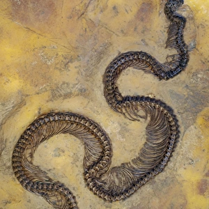 Fossil snake from the Messel lake oil shale deposit, Germany, 49 million years ago