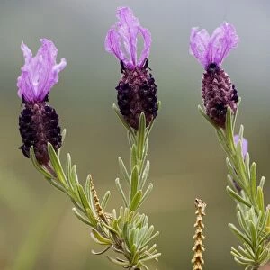 French Lavender (Lavandula stoechas), Cyprus