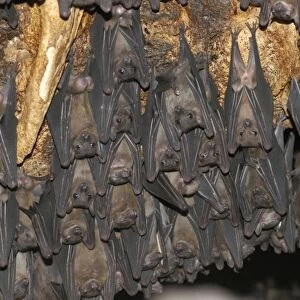 Fruit Bat colony - males hanging upside down living in rock shelter. Uganda, Africa