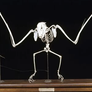 Fruit Bat / Flying Fox Skeleton