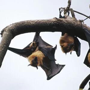 Fruit Bats MI 1133 Aka Common Flying Fox, the largest Bat in the world - Hanging from tree, with baby - Vietnam Pteropus vampyrus © Masahiro Iijima / ardea. com