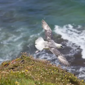 Fulmar in Flight - Cornwall, UK Print (DAC-892) Fulmar in Flight - Cornwall, UK Print (DAC-892)