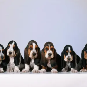 Basset Hound Puppies Print Basset Hound Puppies Print