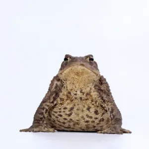 Common Toad Print - Bufo bufo Common Toad Print - Bufo bufo