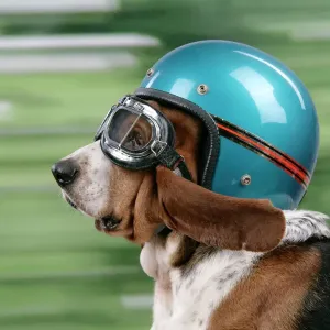 Basset Hound Print with Goggles and Helmet Basset Hound Print with Goggles and Helmet