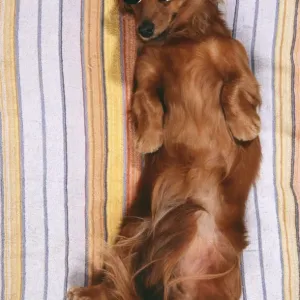 Miniature Long-Haired Dachshund Print Miniature Long-Haired Dachshund Print