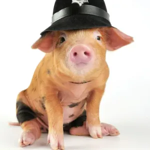 Oxford Sandy and Black Piglet Police Helmet Print Oxford Sandy and Black Piglet Police Helmet Print