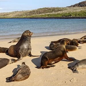 Galapagos Sea Lion - Santa Fe Island - Galapagos Islands
