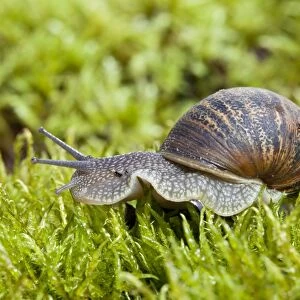 Garden Snail - single adult crawling across moss - Wiltshire - England - UK