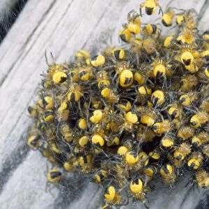 Garden Spider babies - aggregation - UK